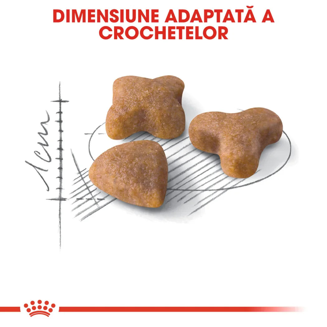 Three differently shaped brown dog kibble pieces arranged on a white background with size measurement sketch