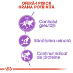 Infographic in Romanian highlighting cat food benefits: weight control, urinary health, high protein content