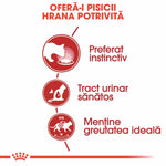 Romanian cat food benefits infographic showing instinctive preference, healthy urinary tract, and ideal weight maintenance
