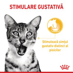 Black and white cat licking lips with text about stimulating cats' distinct taste sense