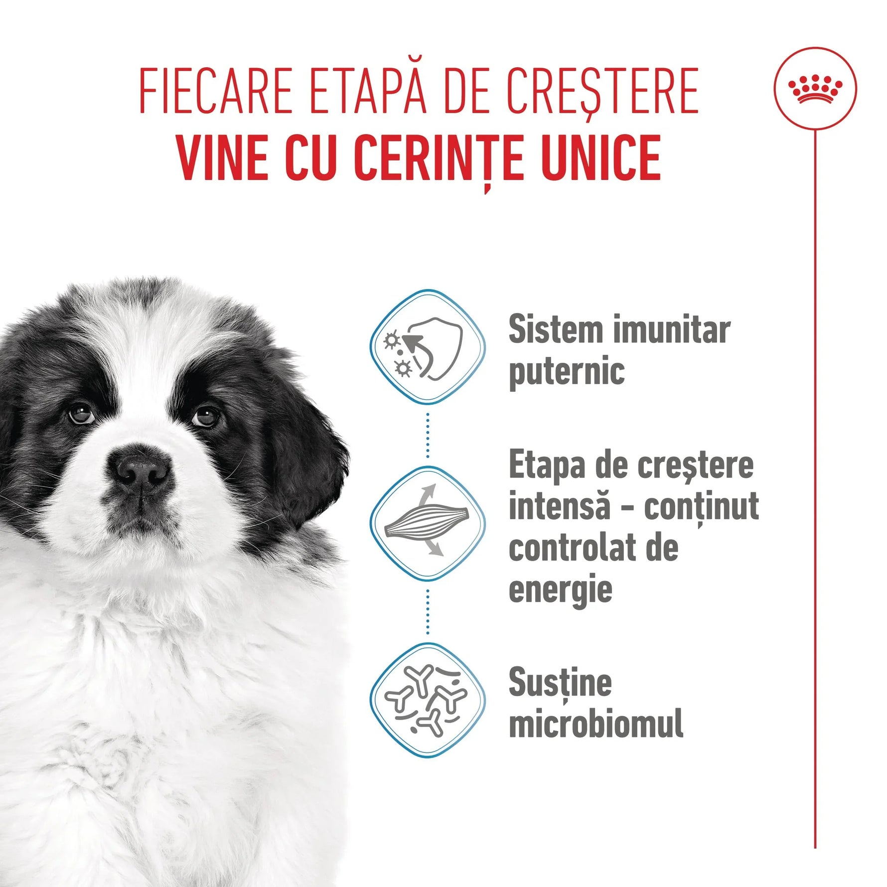 Royal Canin Giant Puppy hrana uscata caine junior etapa 1 de crestere