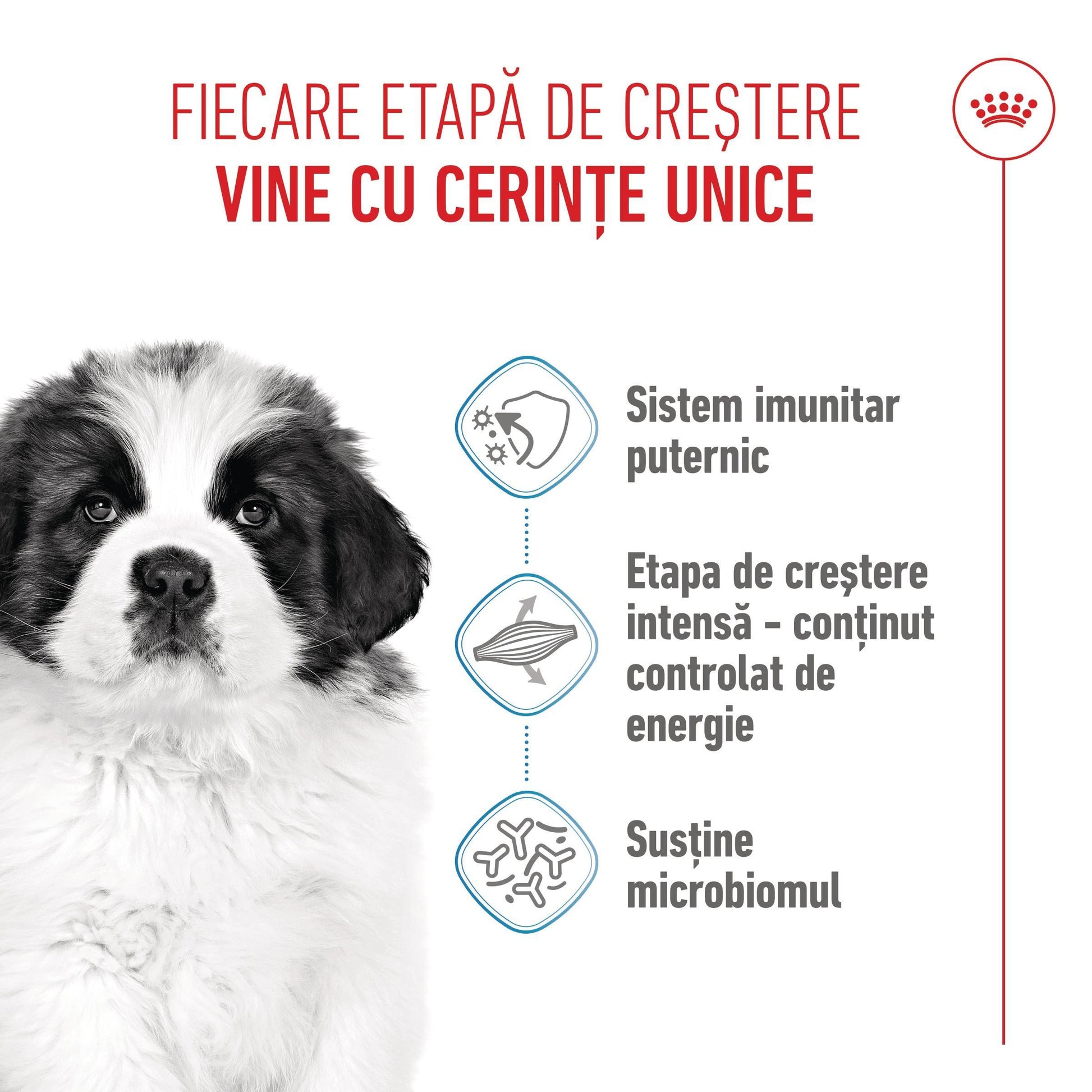 Royal Canin Giant Puppy hrana uscata caine junior etapa 1 de crestere