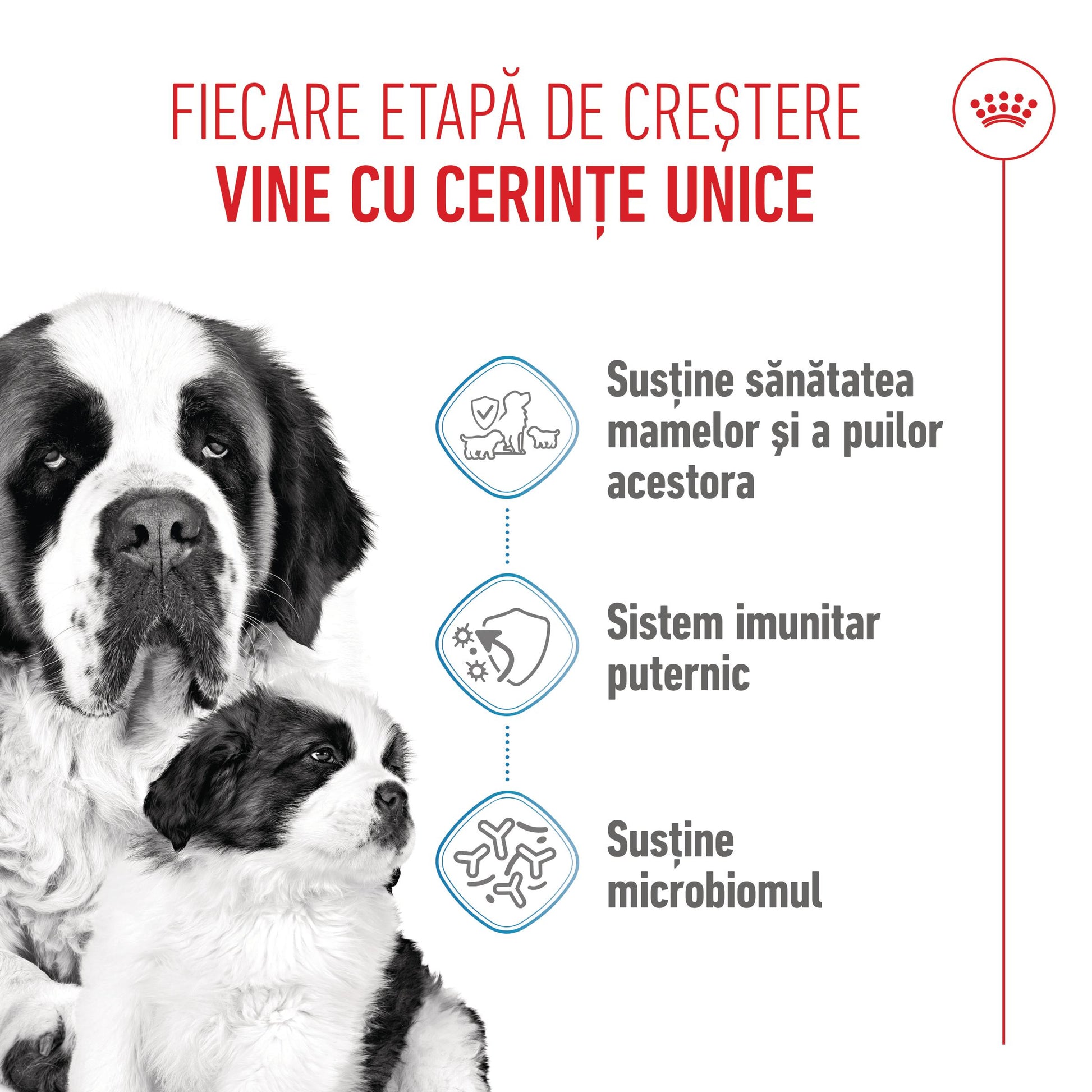 Royal Canin Giant Starter Mother & Babydog, mama si puiul, hrana uscata caine