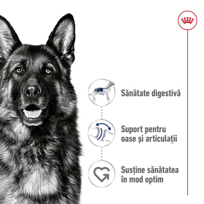 Royal Canin Maxi Adult 5+ hrana uscata caine