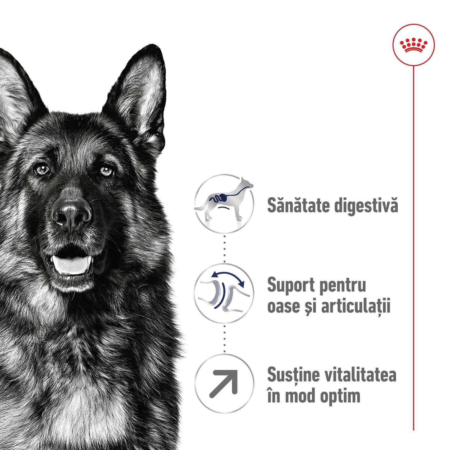 Royal Canin Maxi Adult 5+ hrana uscata caine