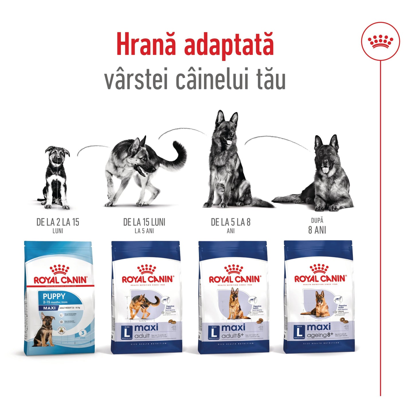 Royal Canin Maxi Adult 5+ hrana uscata caine