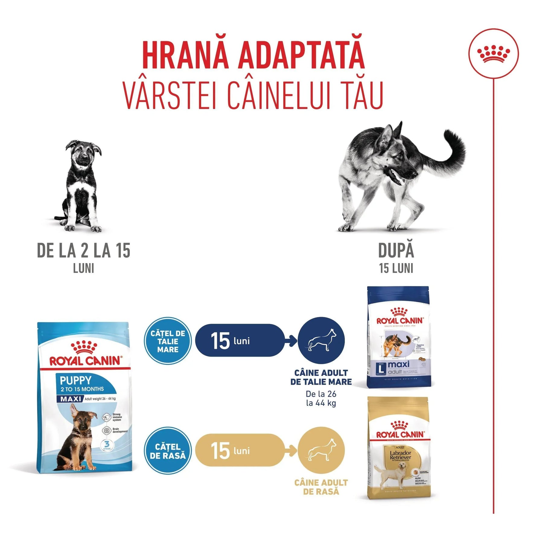 Royal Canin dog food guide for puppies 2-15 months and adult dogs over 15 months, large and breed-specific sizes
