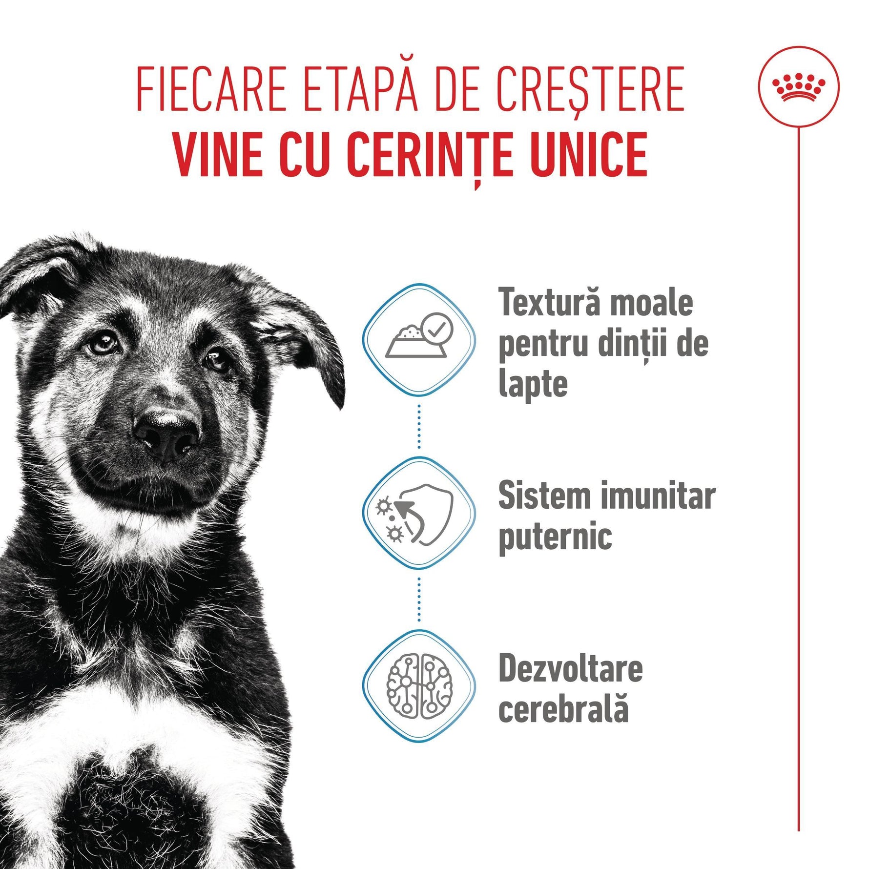 Royal Canin Maxi Puppy hrana umeda caine junior (in sos), 140 g
