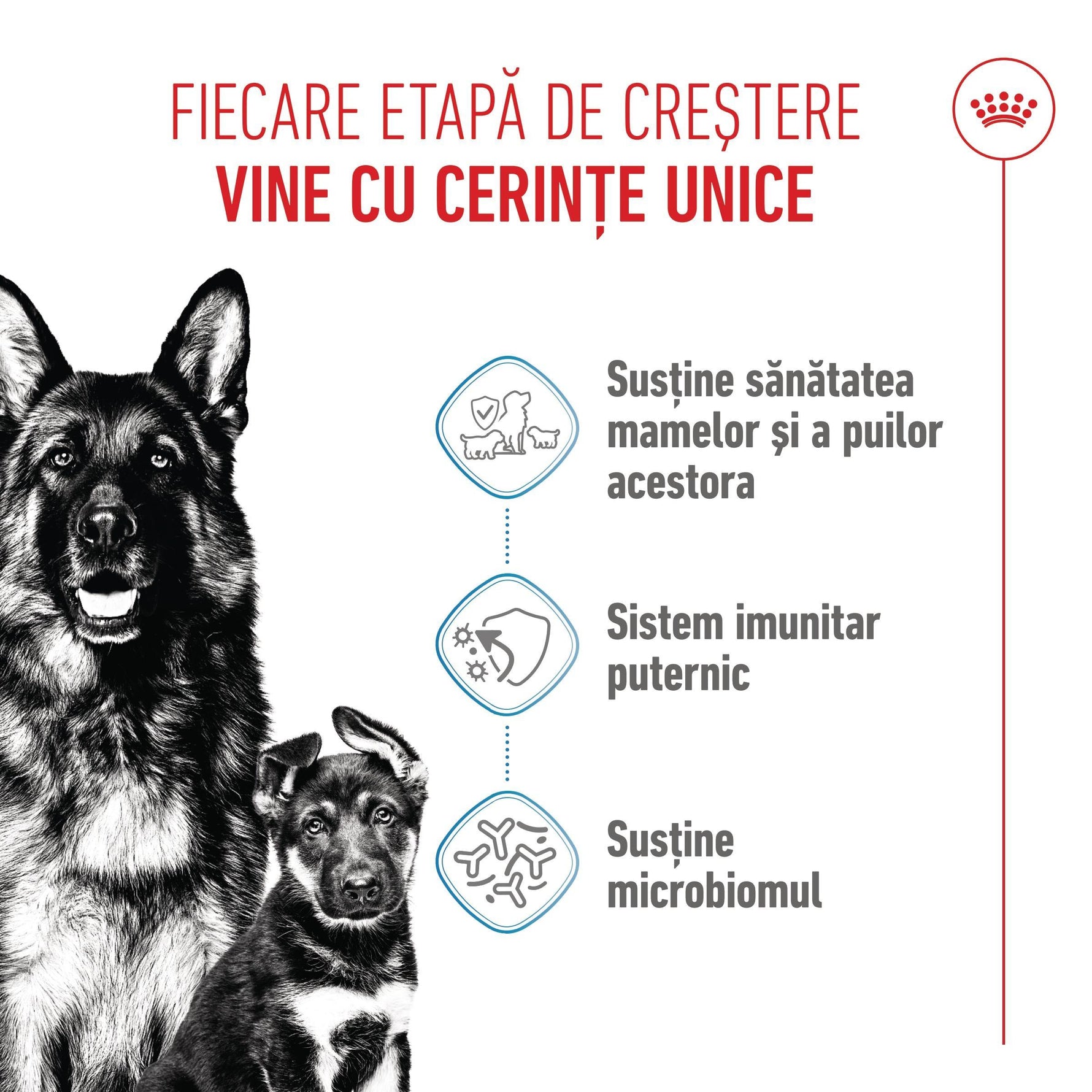 Royal Canin Maxi Starter Mother & BabyDog, mama si puiul, hrana uscata caini