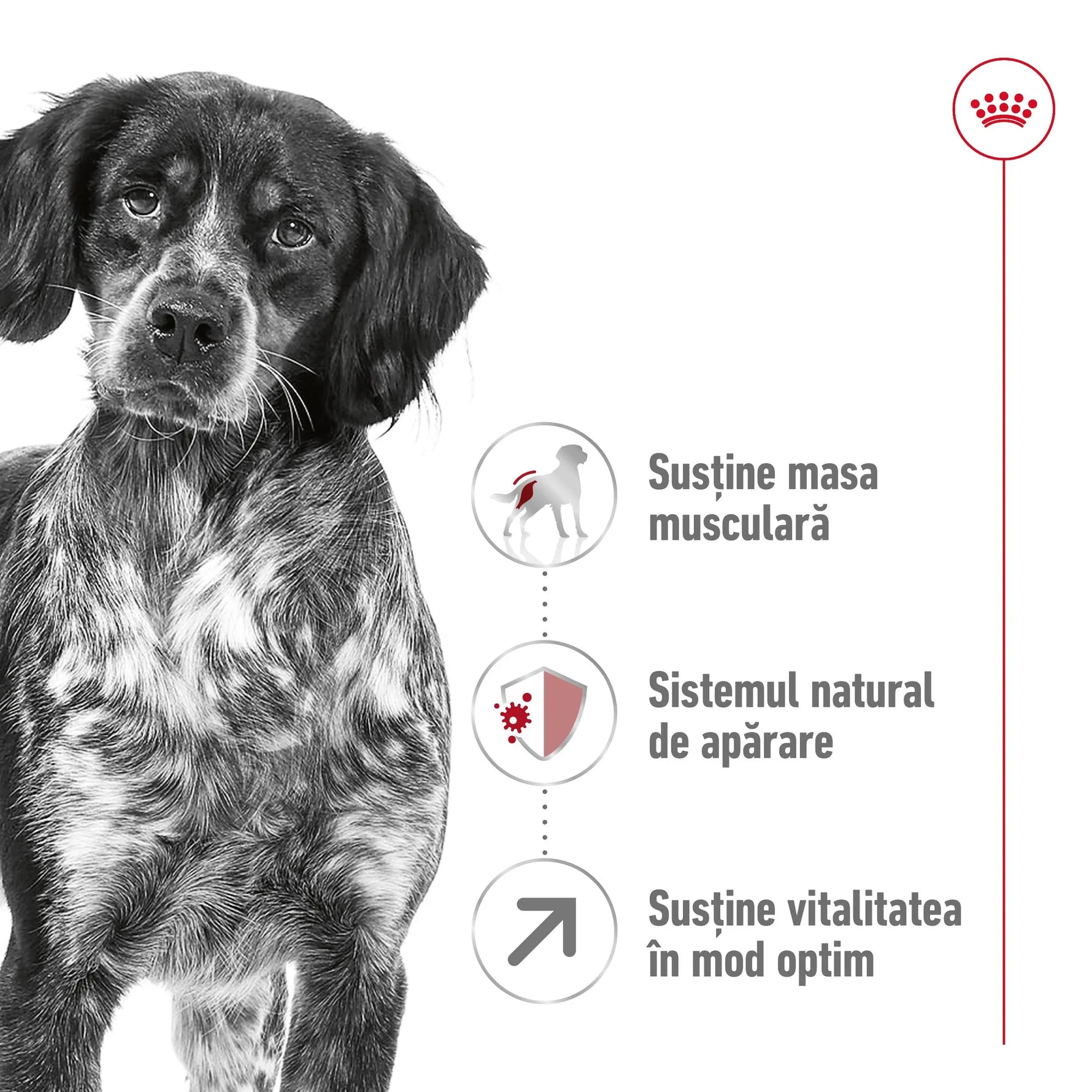 Royal Canin Medium Adult 7+  hrana uscata caine