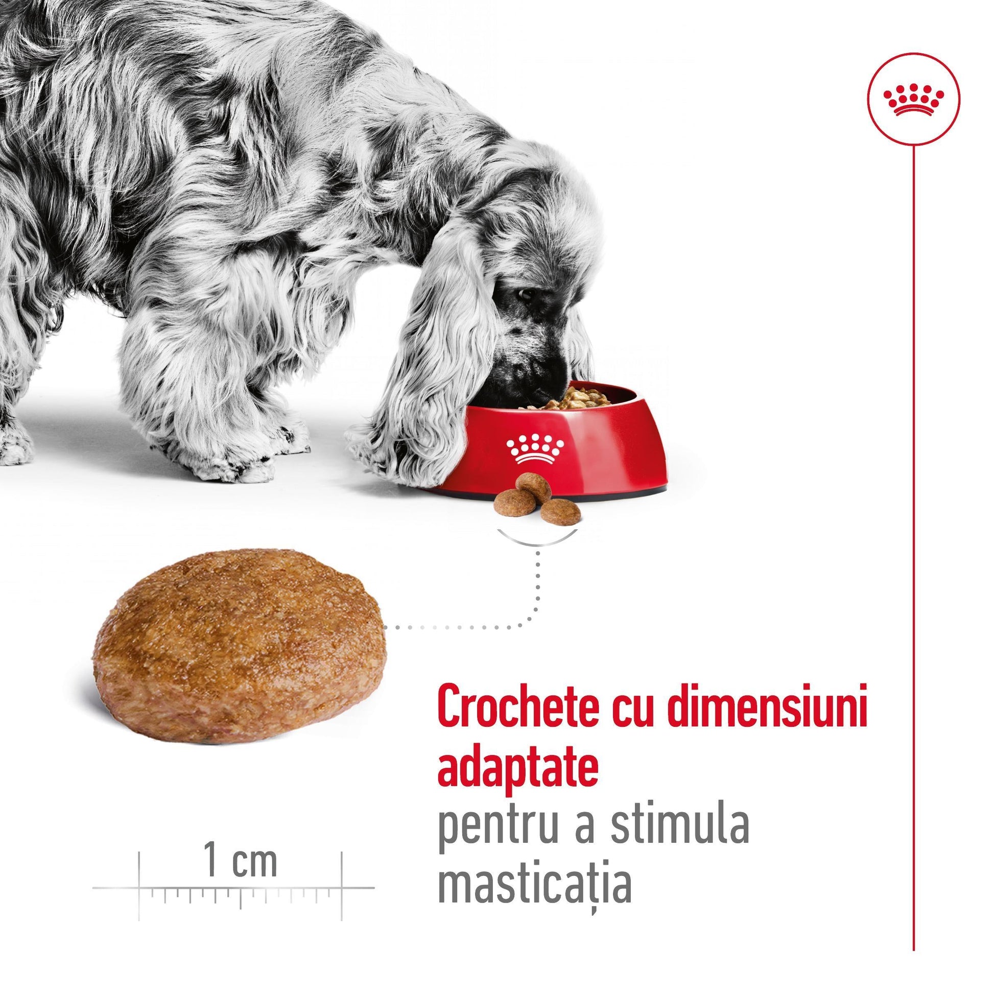Royal Canin Medium Adult 7+  hrana uscata caine