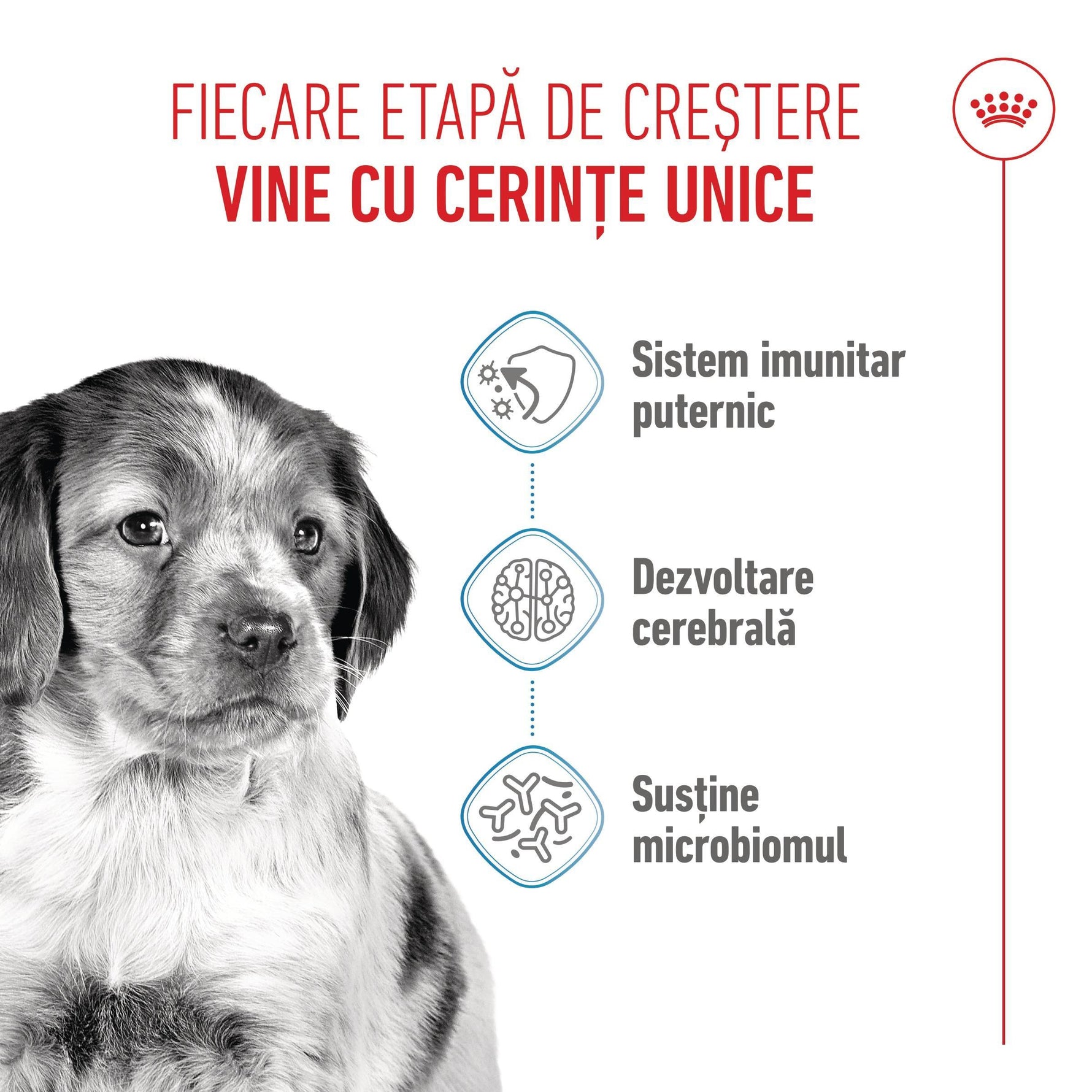 Black and white puppy image with Romanian text about strong immune system, brain development, and microbiome support