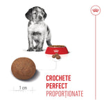 Puppy next to red dog food bowl and close-up of 1 cm kibble size for perfect proportion