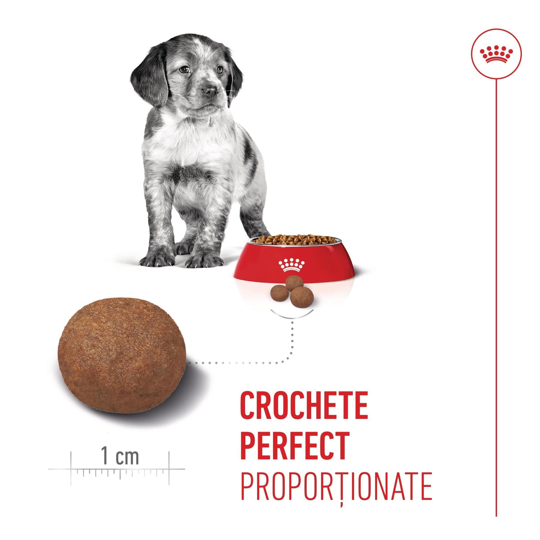 Puppy next to red dog food bowl and close-up of 1 cm kibble size for perfect proportion