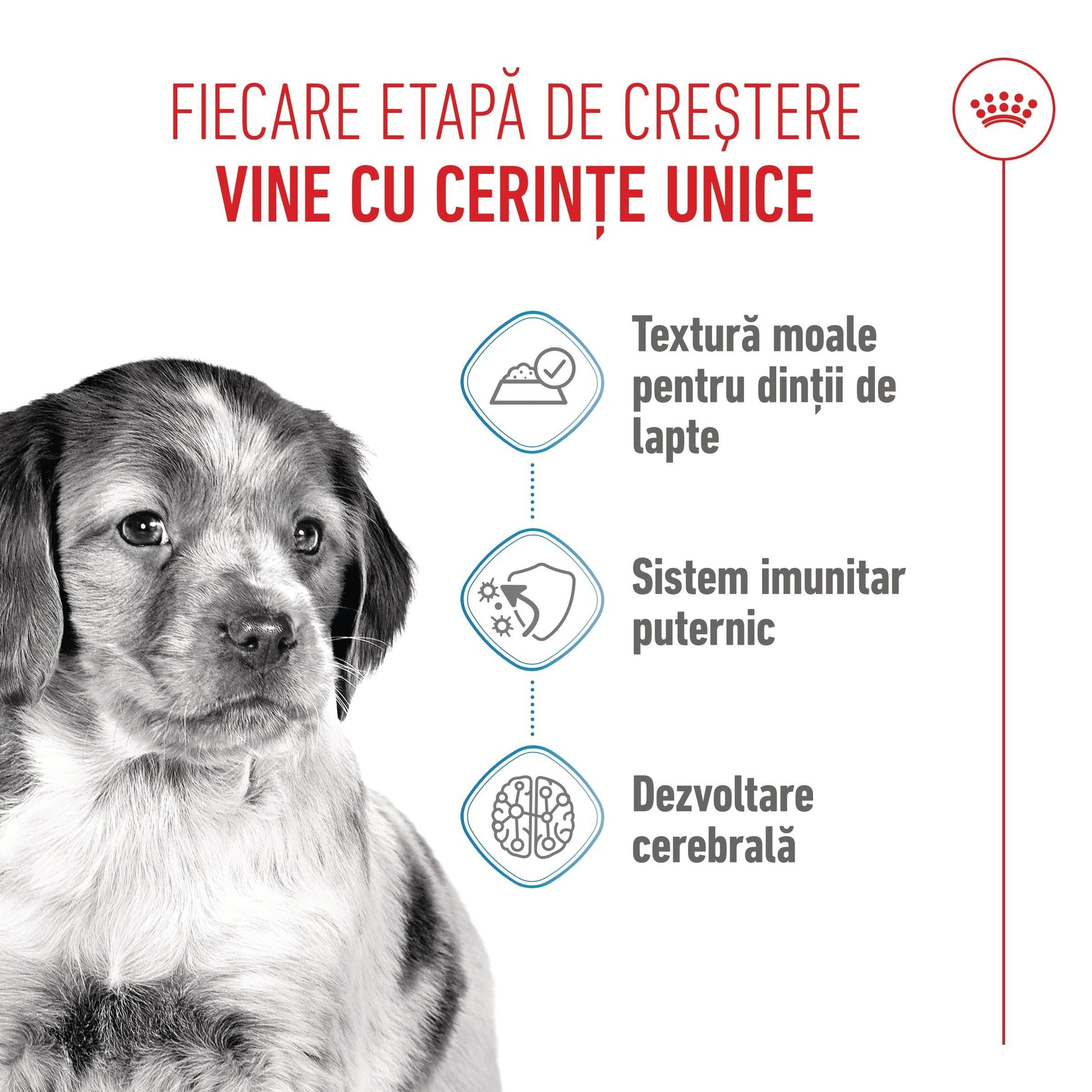Royal Canin Medium Puppy hrana umeda caine junior (in sos), 140 g