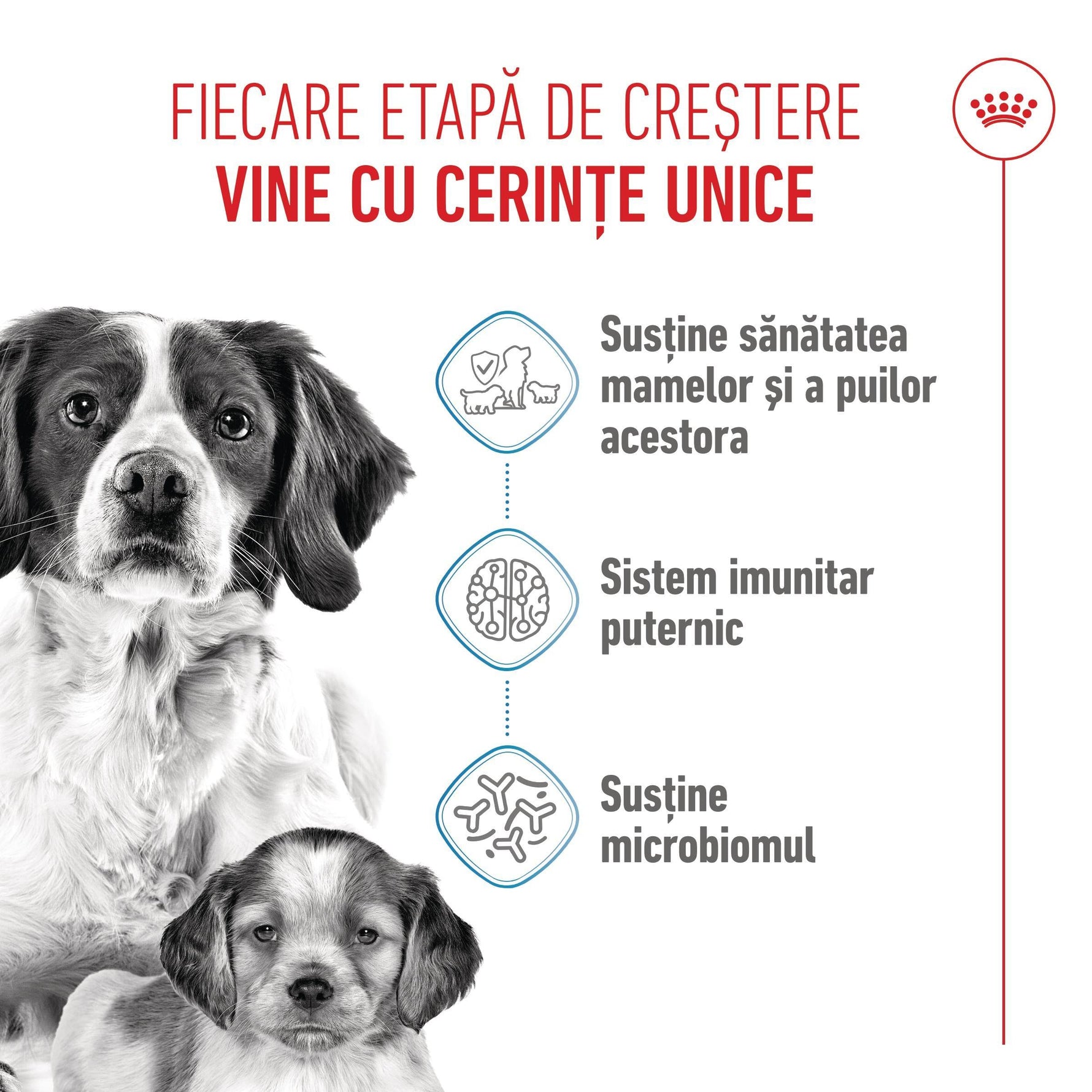 Royal Canin Medium Starter Mother & BabyDog, mama si puiul, hrana uscata caini