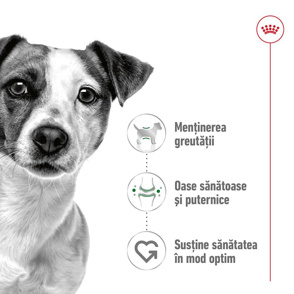 Royal Canin Mini Adult hrana umeda caine (in sos), 85 g