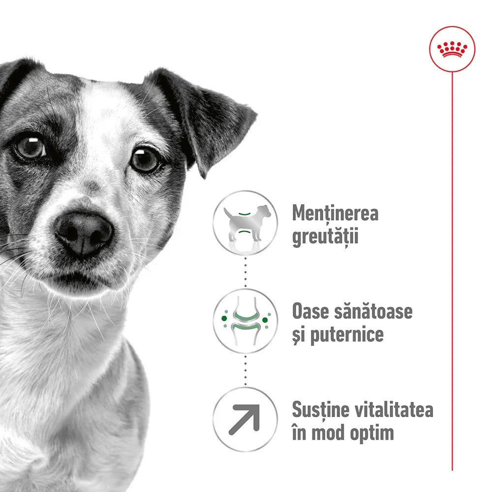 Royal Canin Mini Adult 8+ hrana uscata caine