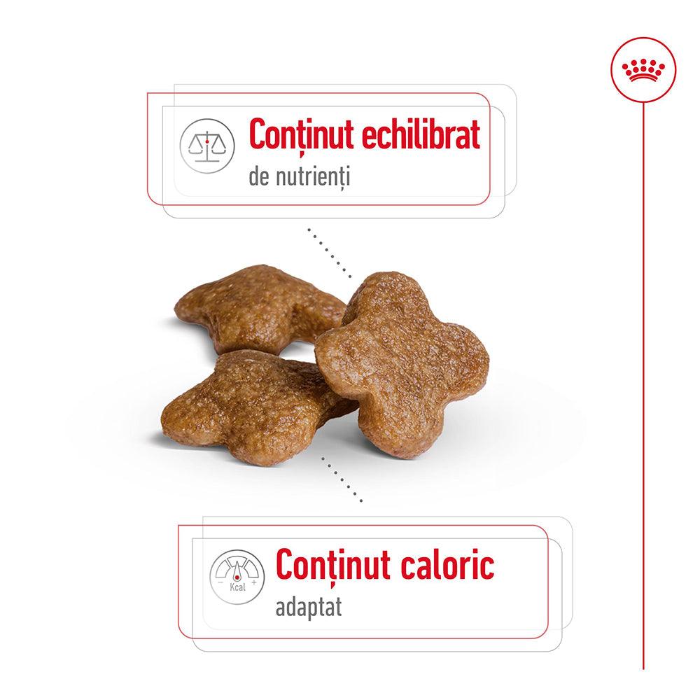 Royal Canin Mini Adult 8+ hrana uscata caine