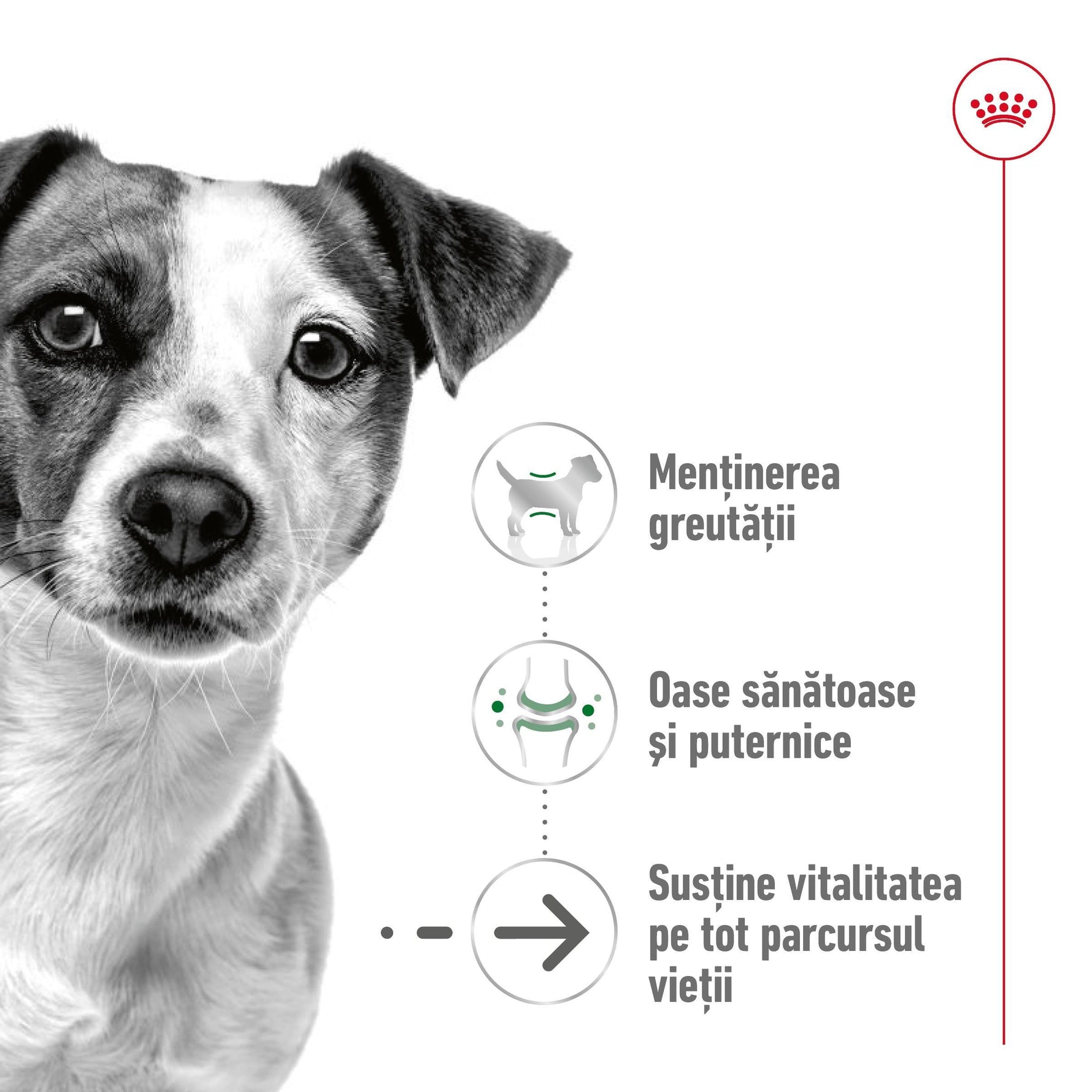 Royal Canin Mini Ageing 12+  hrana umeda caine senior (in sos), 85 g