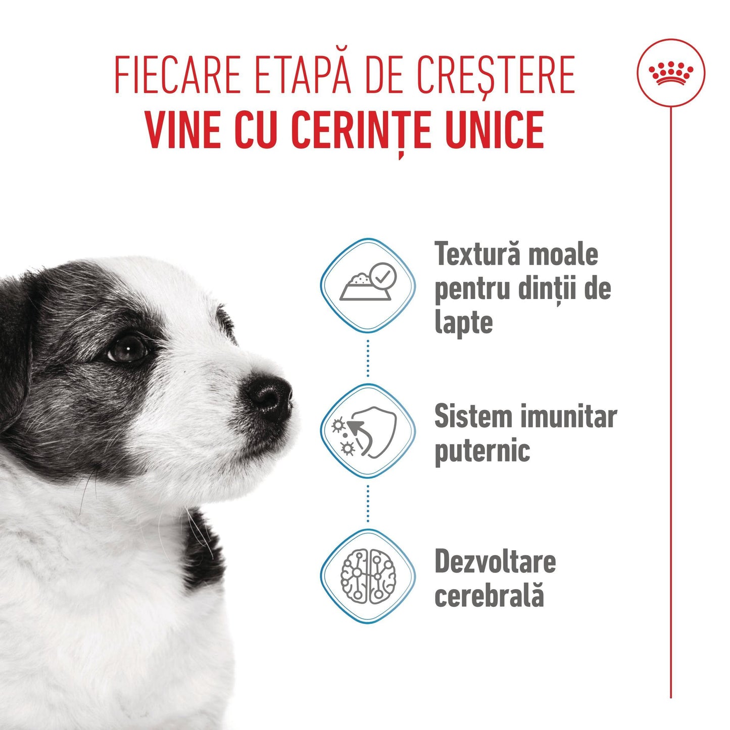 Royal Canin Mini Puppy hrana umeda caine junior (in sos), 85 g