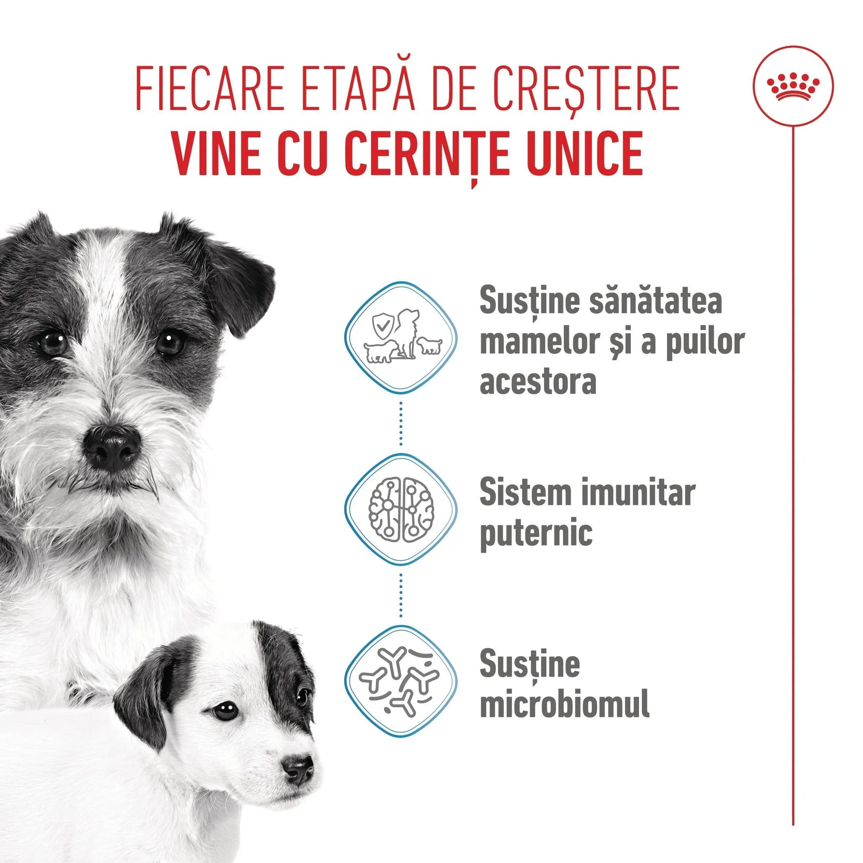 Two black and white dogs with Romanian text about supporting mother and puppy health, strong immunity, and microbiome