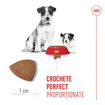 Adult dog and puppy with red dog bowl filled with kibble and triangular dry dog food close-up