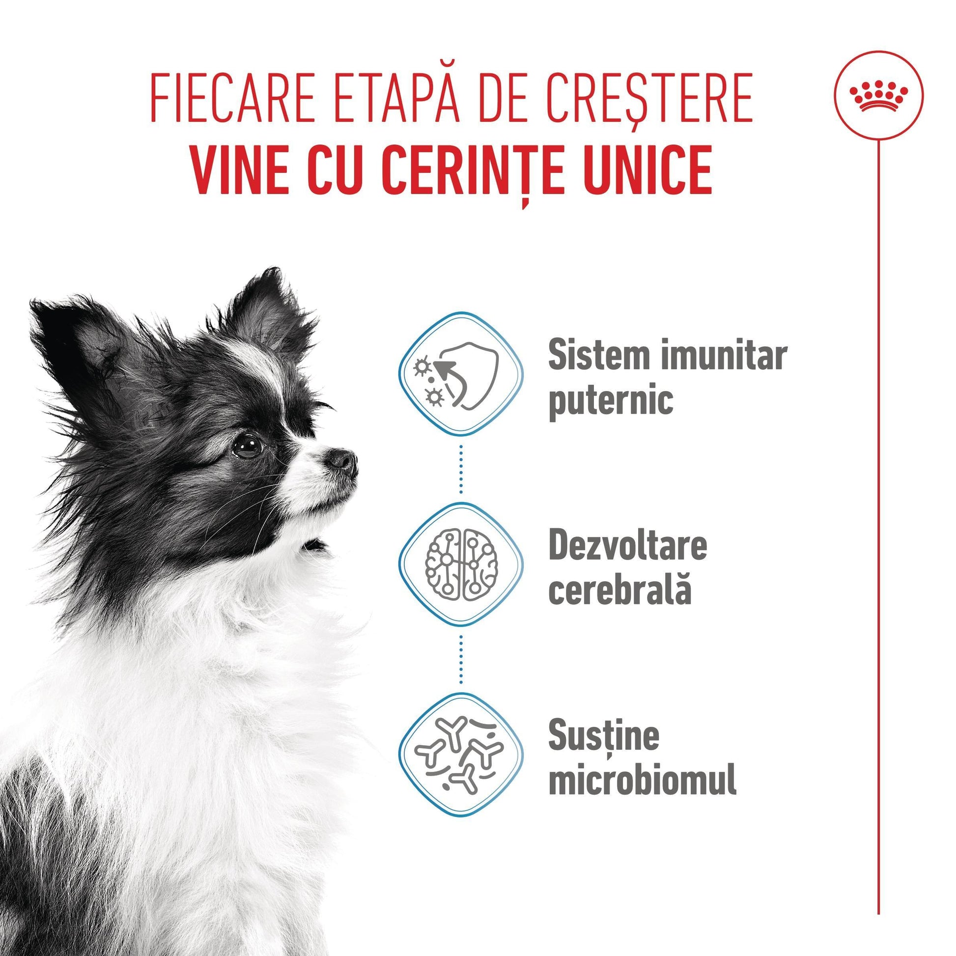 Royal Canin X-Small Puppy hrana uscata caine junior, 500 g