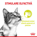 Closeup of a tabby cat sniffing food, illustrating olfactory stimulation for cats