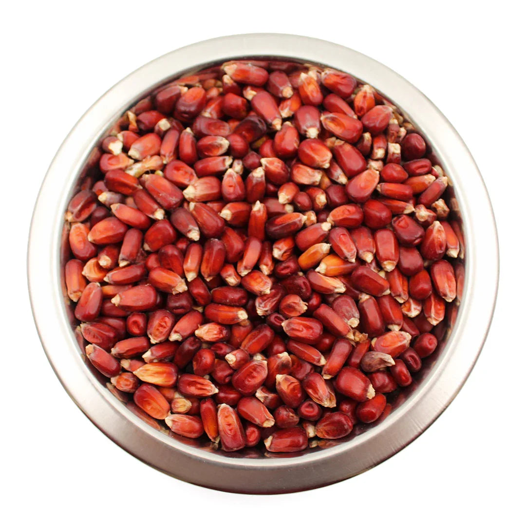 Metal bowl filled with dark red corn kernels on white background
