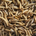 Close-up of dried mealworms with brown and beige segmented bodies packed together