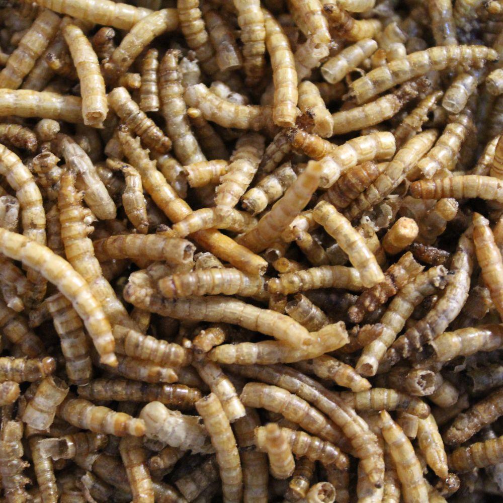 Close-up of dried mealworms with brown and beige segmented bodies packed together