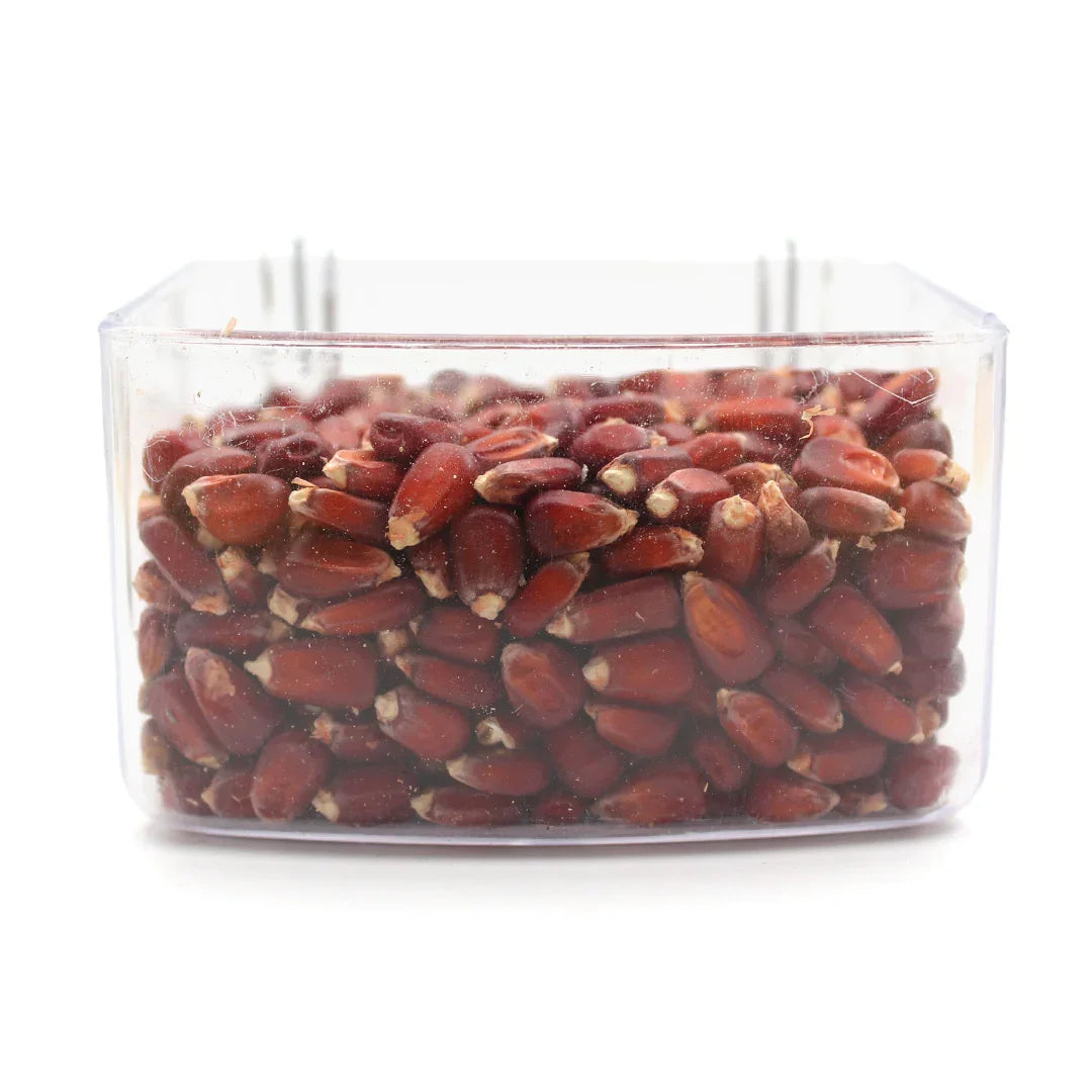 Close-up of dark red corn kernels packed in a transparent square container on white background