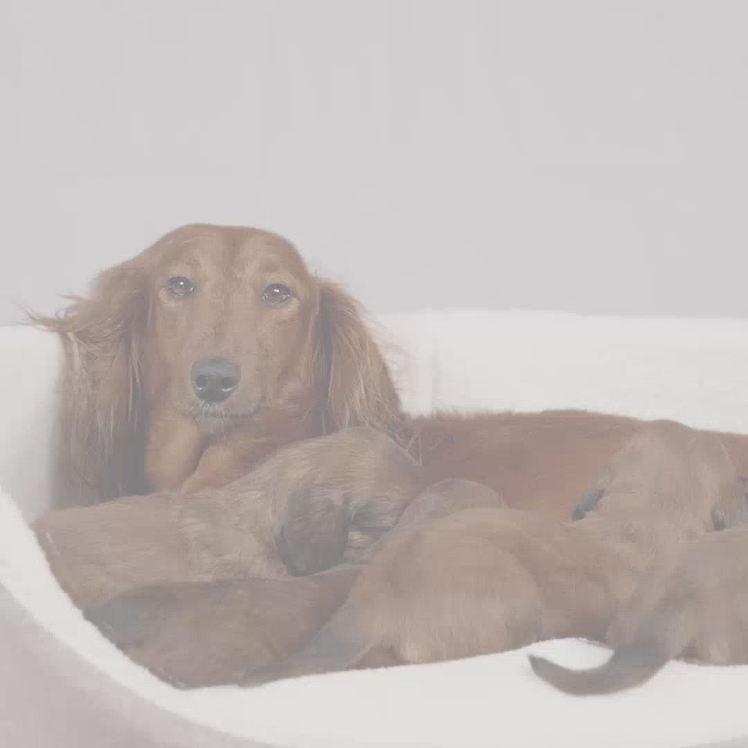 Royal Canin Maxi Starter Mother & BabyDog, mama si puiul, hrana uscata caini