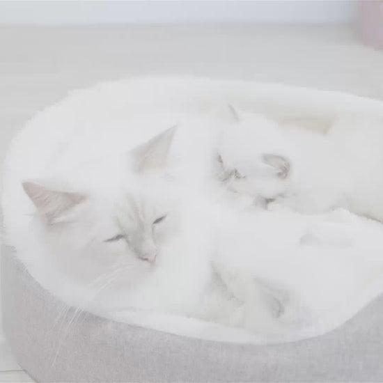 Royal Canin Mother & BabyCat hrana uscata pisica, mama si puiul