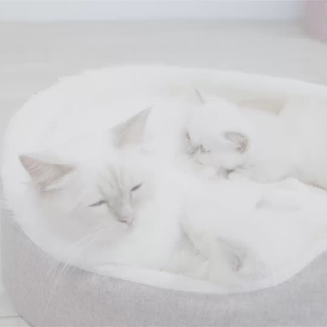 Royal Canin Mother & BabyCat hrana uscata pisica, mama si puiul