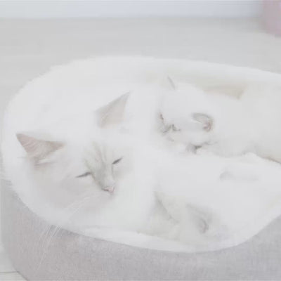 Royal Canin Mother & BabyCat hrana uscata pisica, mama si puiul