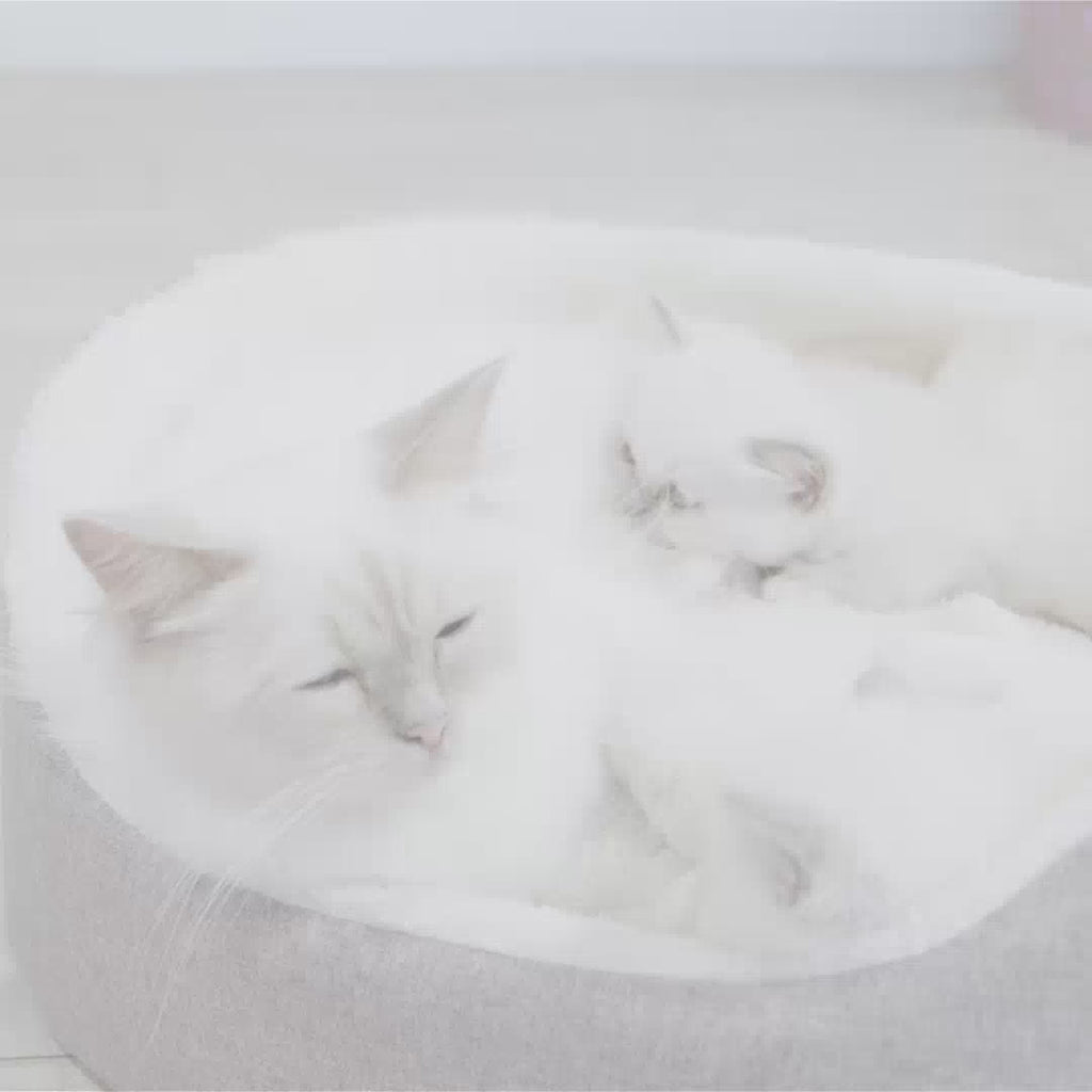 Royal Canin Mother & BabyCat hrana uscata pisica, mama si puiul
