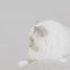 Royal Canin Kitten Sterilised hrana uscata pisica sterilizata junior