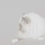 Royal Canin Kitten Sterilised hrana uscata pisica sterilizata junior