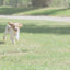 Royal Canin Mini Puppy hrana uscata caine junior