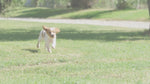 Royal Canin Mini Puppy hrana uscata caine junior