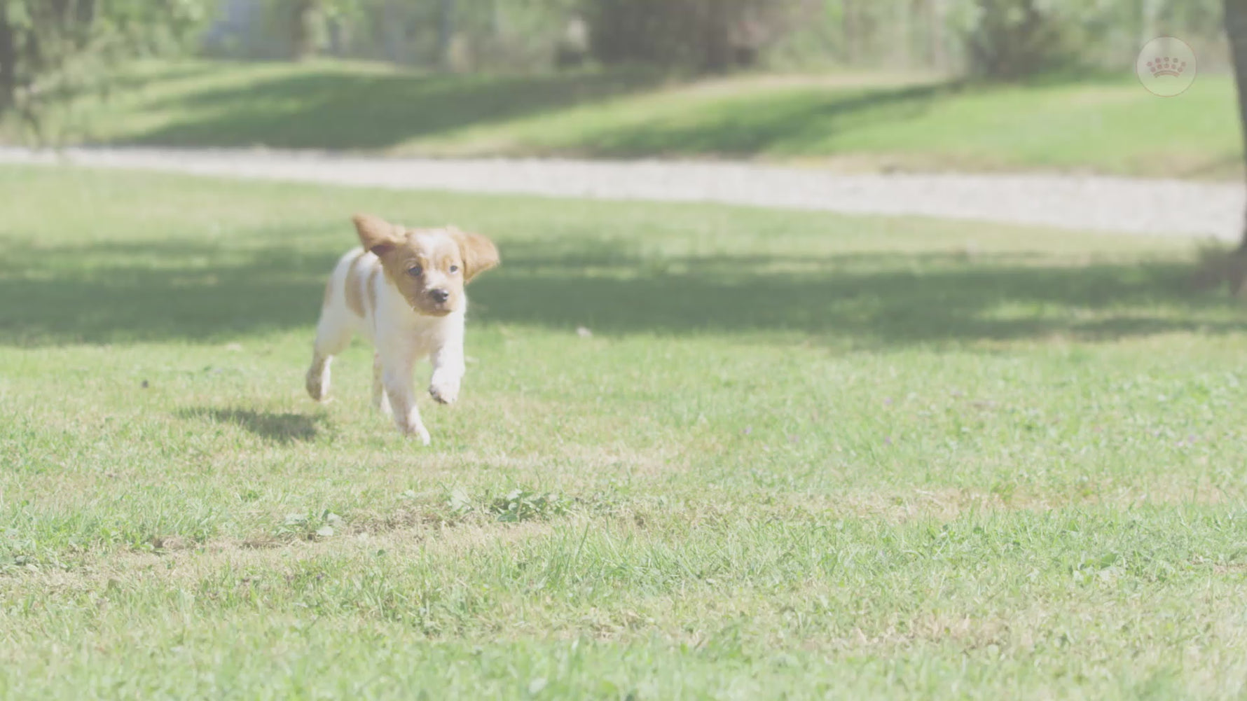 Royal Canin Mini Puppy hrana uscata caine junior