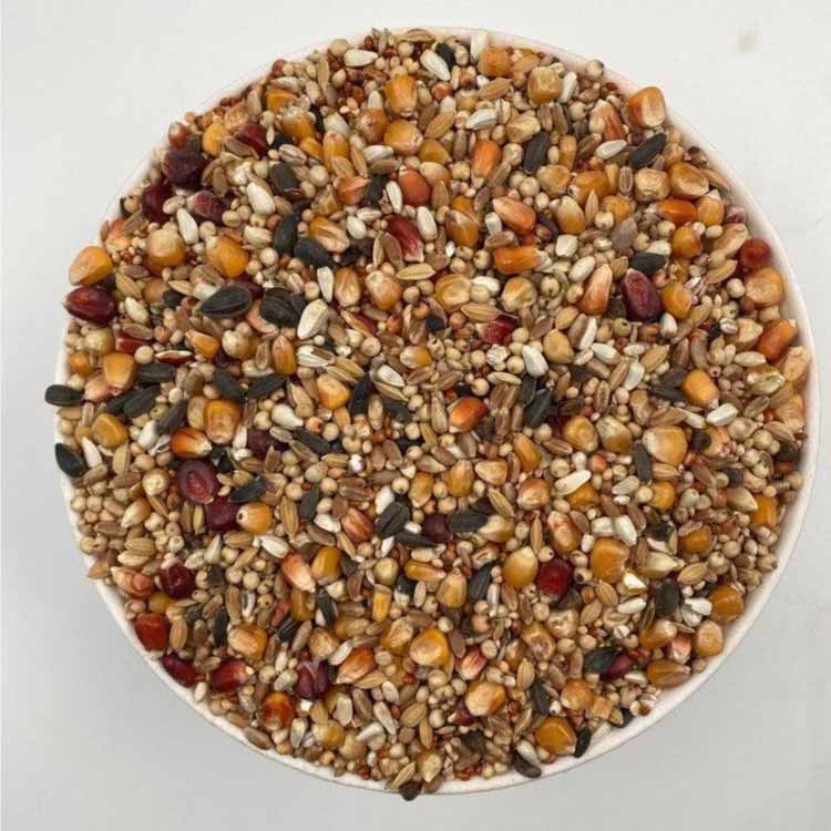 Close-up of mixed bird seed with corn, sunflower seeds, millet, and other grains in a white bowl on white background