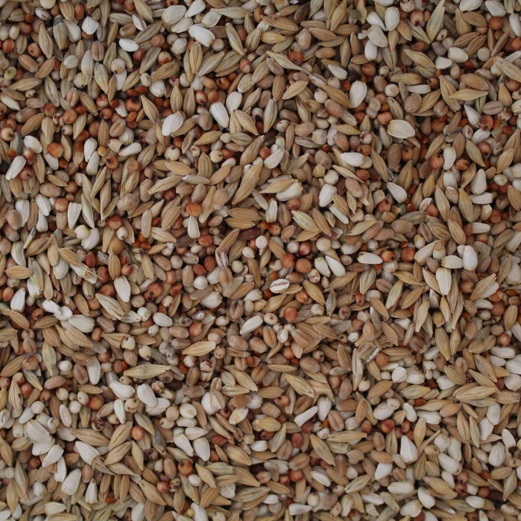 Close-up of mixed bird seed blend with various brown, tan, and white grains and seeds