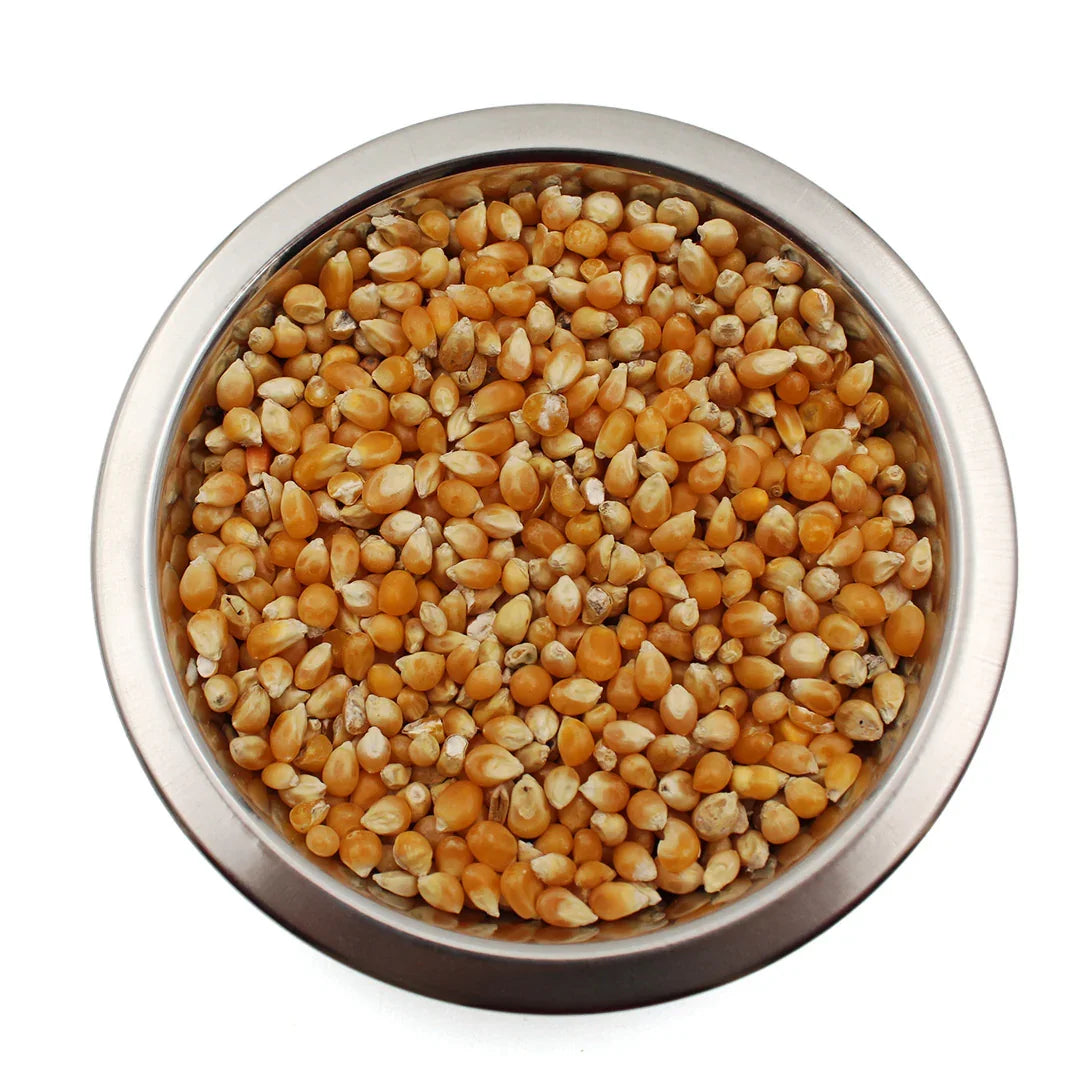 Metal bowl filled with yellow popcorn kernels on white background