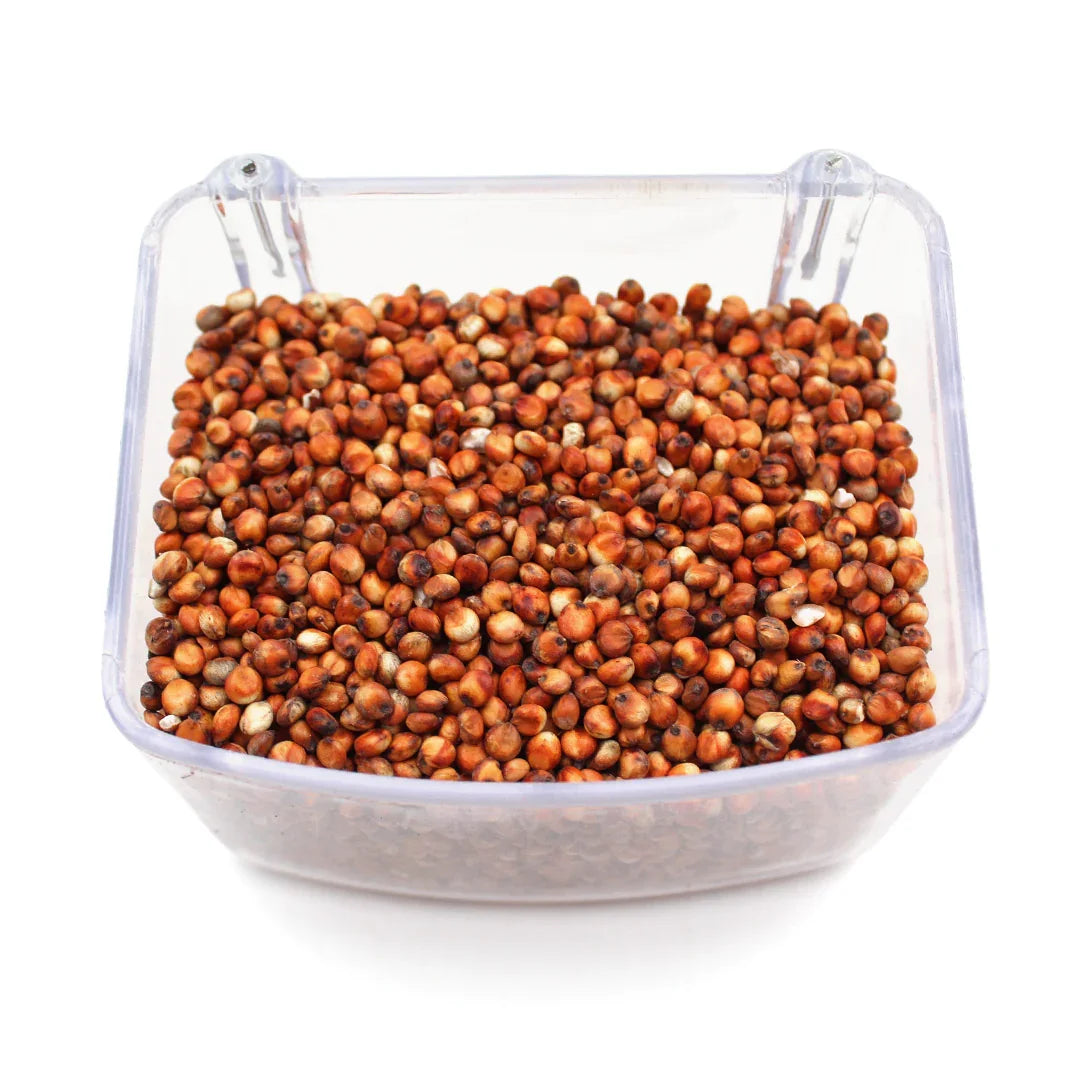 Clear plastic container filled with reddish-brown sorghum grains on white background
