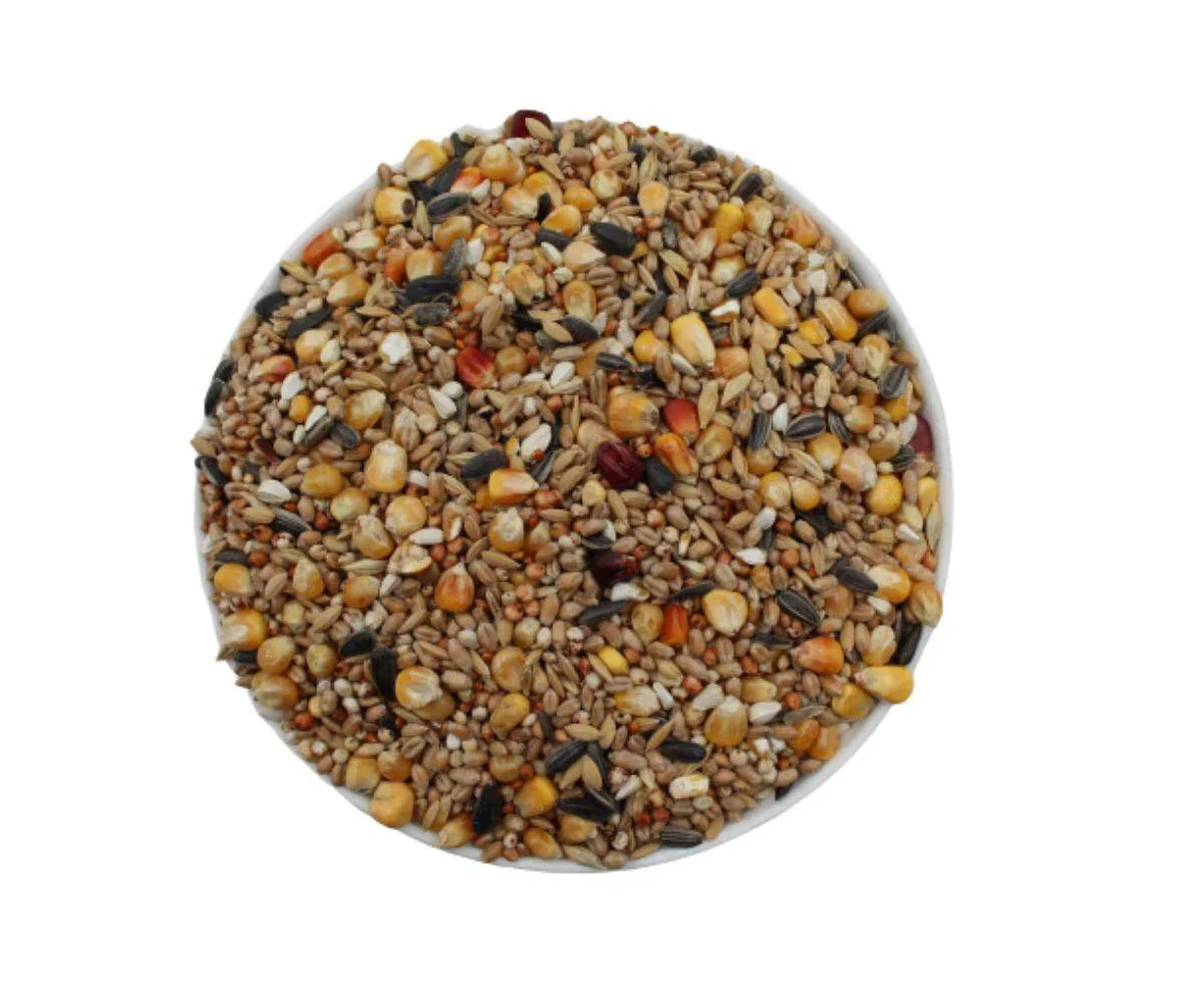 bowl filled with mixed bird seeds including corn, sunflower seeds, and grains on white background