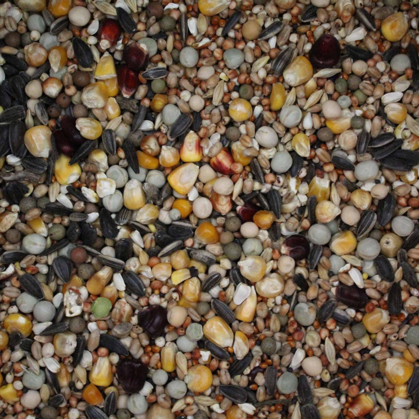 Close-up of mixed bird seed blend with corn, sunflower seeds, peas, and various grains