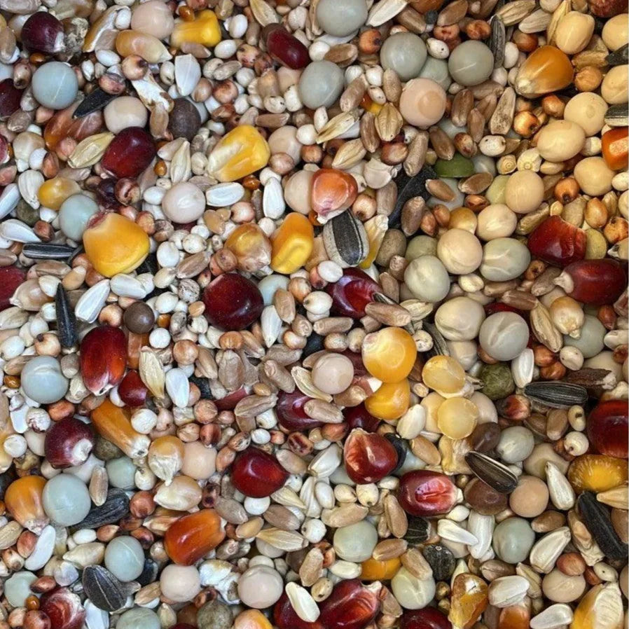 Close-up of mixed colorful bird seeds including corn, sunflower, peas, and grains